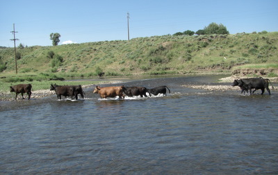 Cows Swimming.